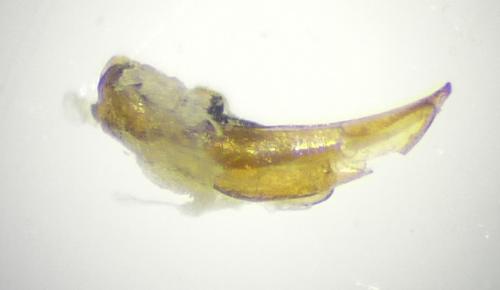 Olisthopus elongatus
